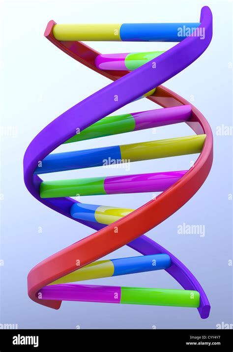 dna 3d print|3d double helix dna model.